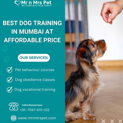 Best Dog Training in Mumbai at Affordable Price